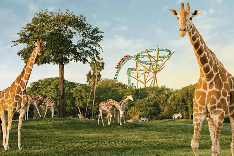 Busch Gardens Tampa Bay